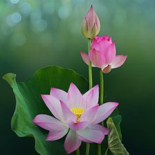 Схема вышивки «Лотос»