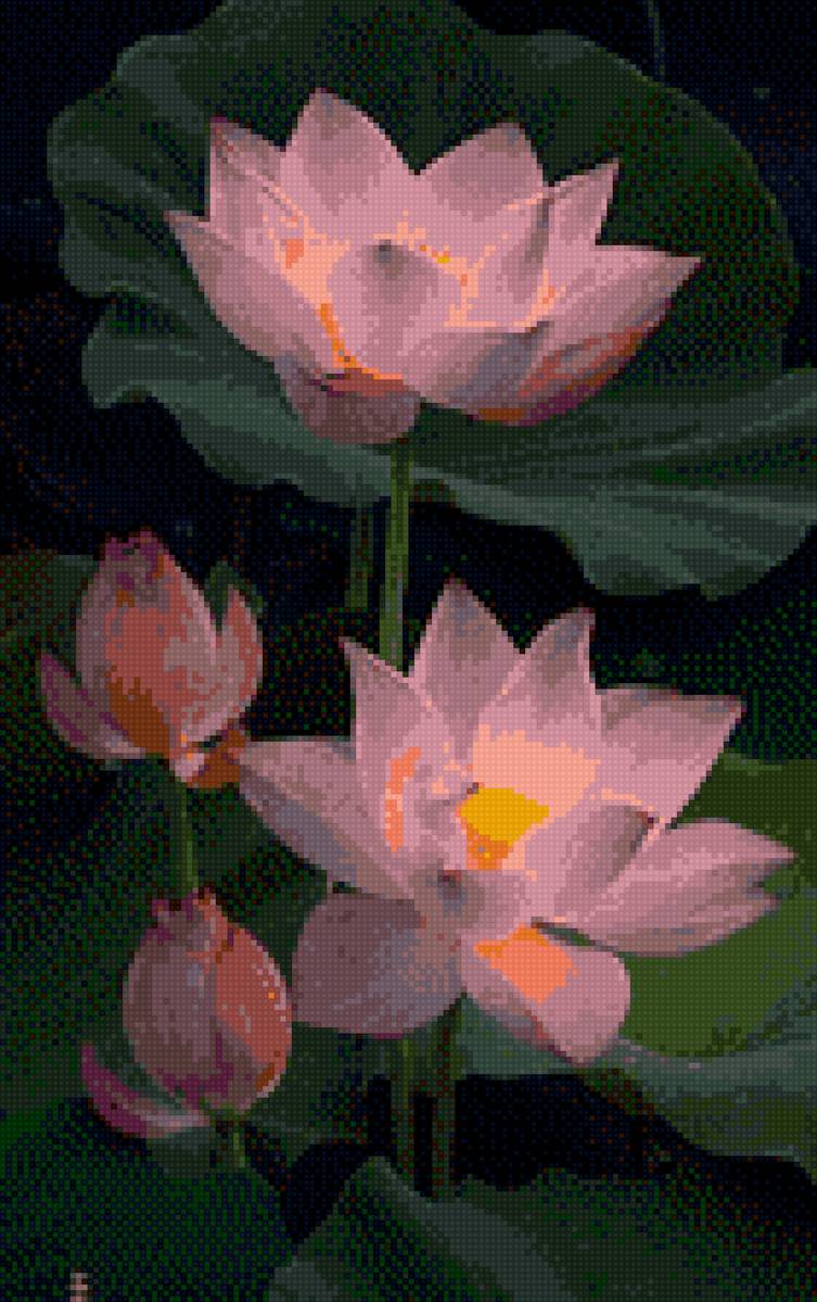 Лотос - лотос, цветы - предпросмотр