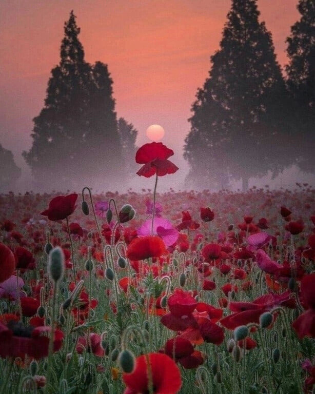 Маки - закат, солнце, dmc, поле, цветы, маки - оригинал