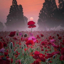 Схема вышивки «Маки»