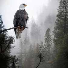 Схема вышивки «Орел»