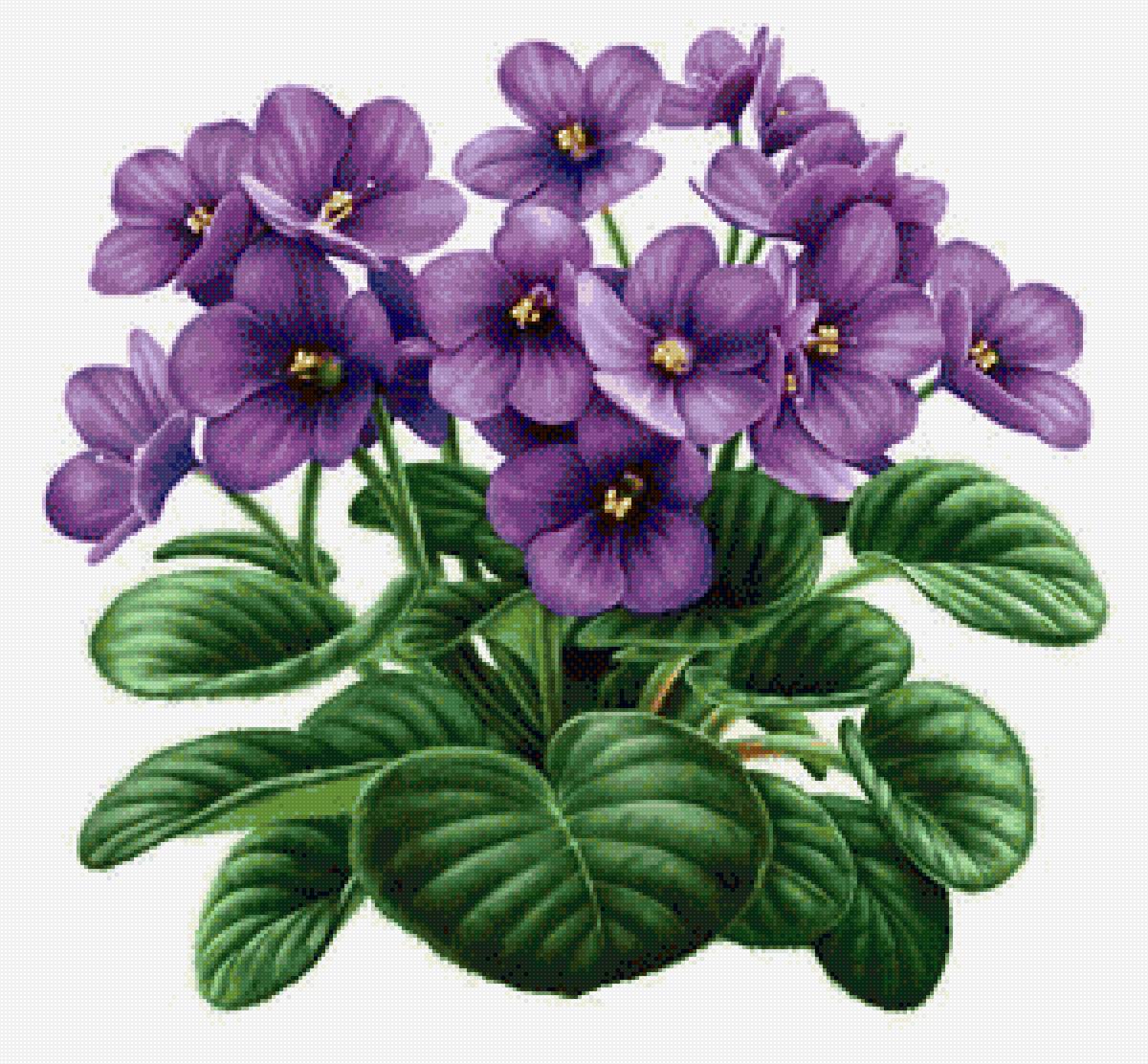 Фиалки - цветы, фиалки - предпросмотр