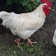 Схема вышивки «Юсси»