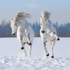 Схема вышивки «Воля вольная»