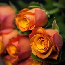 Схема вышивки «Розы»