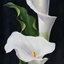 Схема вышивки «Каллы»