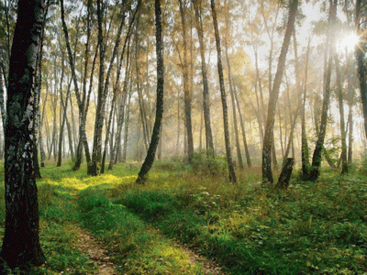 Солнечный летний день - весна, солнце, лес, лето - предпросмотр