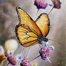 Схема вышивки «бабочка смирнов антон»