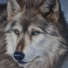 Схема вышивки «Волк»