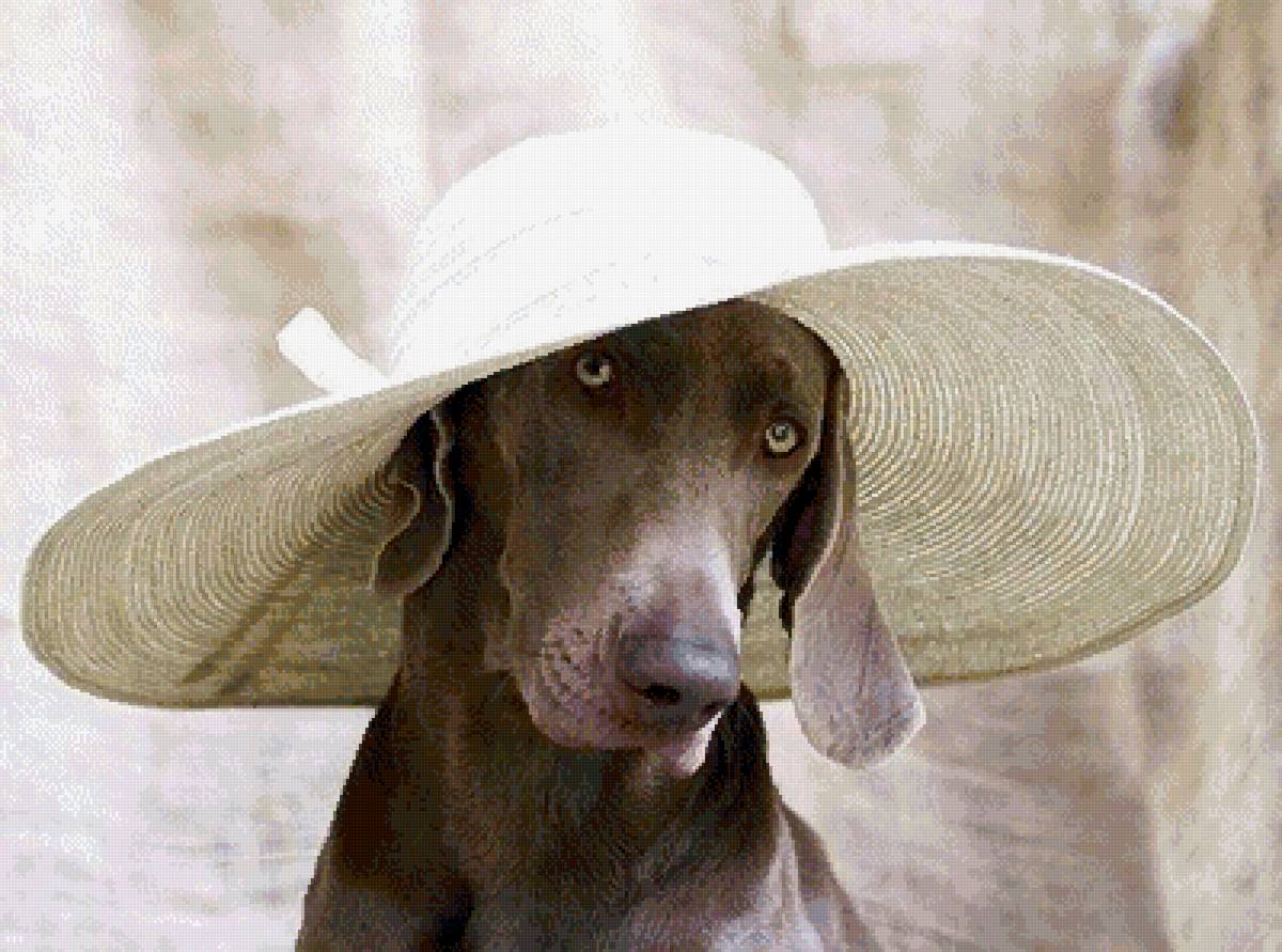 Лучшая модель - шляпка, пес - предпросмотр