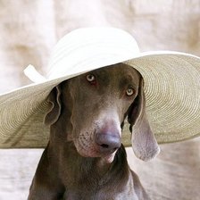 Схема вышивки «Лучшая модель»