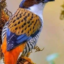 Схема вышивки «зимняя птица»