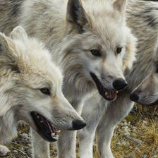 Схема вышивки «№2544349»