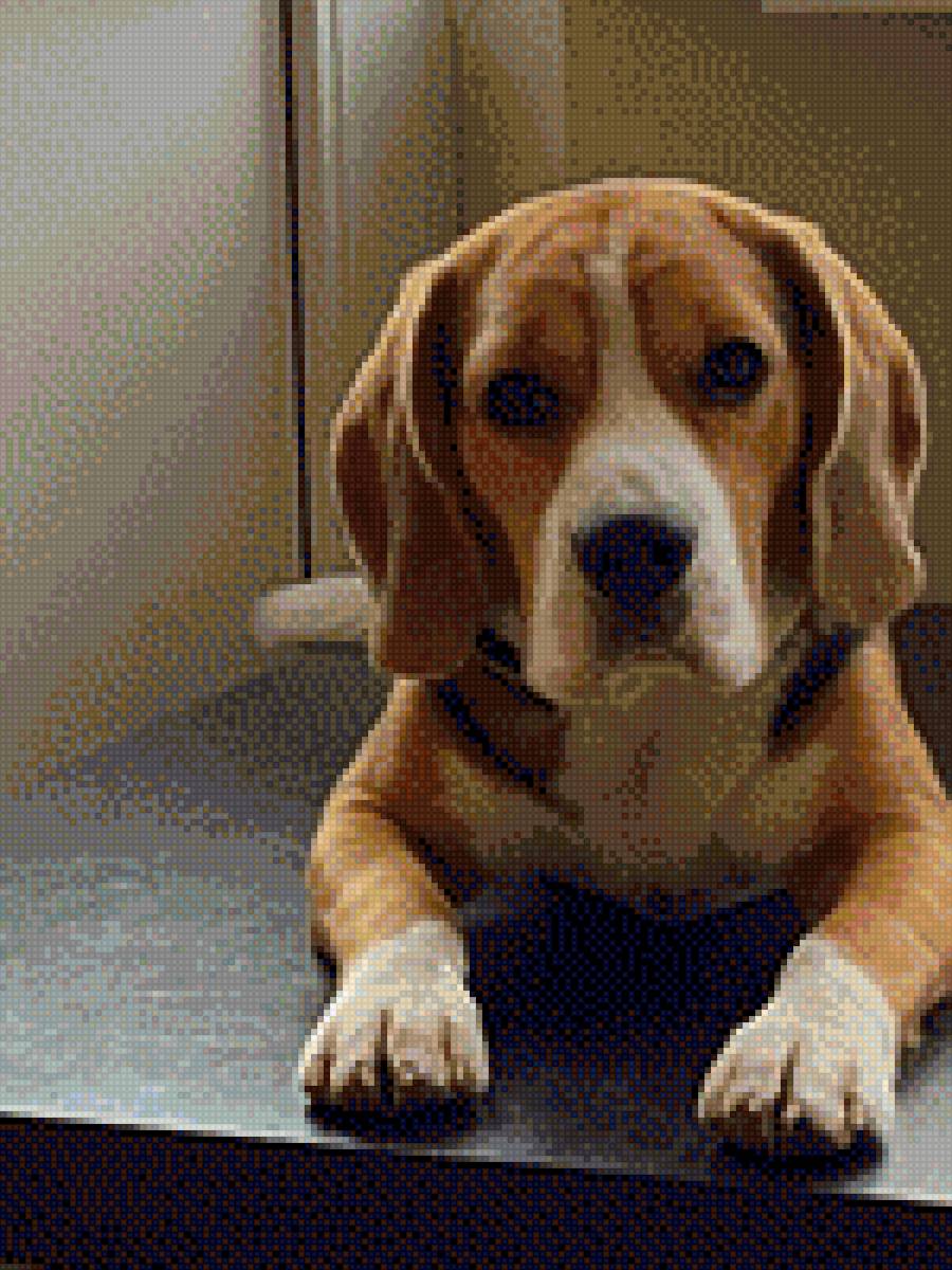 бигль - собаки, бигль - предпросмотр