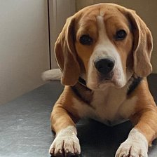 Схема вышивки «бигль»