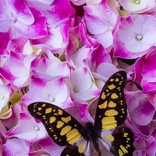 Схема вышивки «Бабочка»