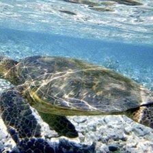 Схема вышивки «Черепаха»