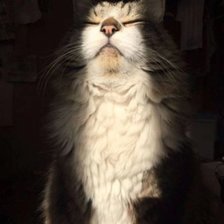 Схема вышивки «Кот»