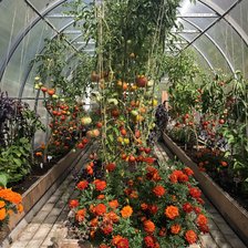 Схема вышивки «теплица»