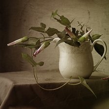 Схема вышивки «Вьюнок»