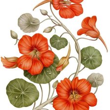 Схема вышивки «№2545944»