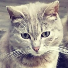 Схема вышивки «Наш котик»