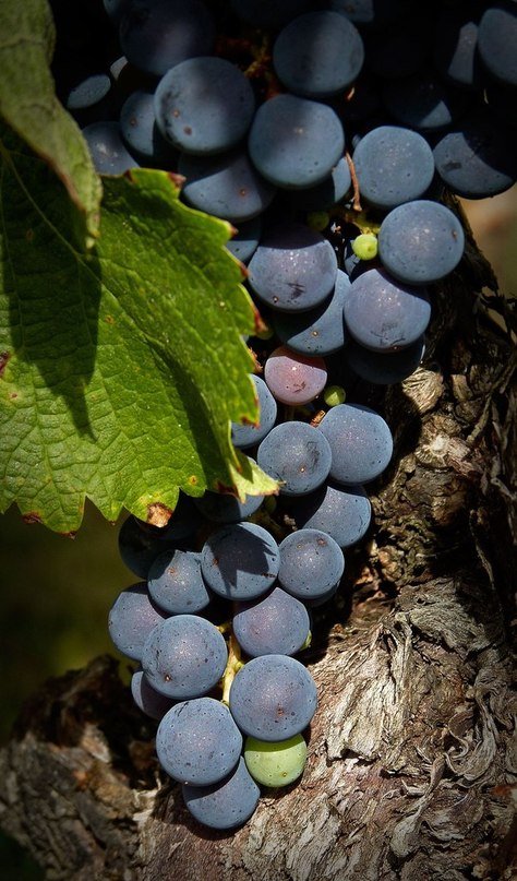 Виноград - лист, гроздь, виноград - оригинал