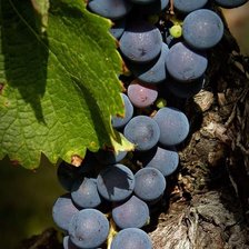 Схема вышивки «Виноград»