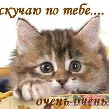 Схема вышивки «Котёнок»