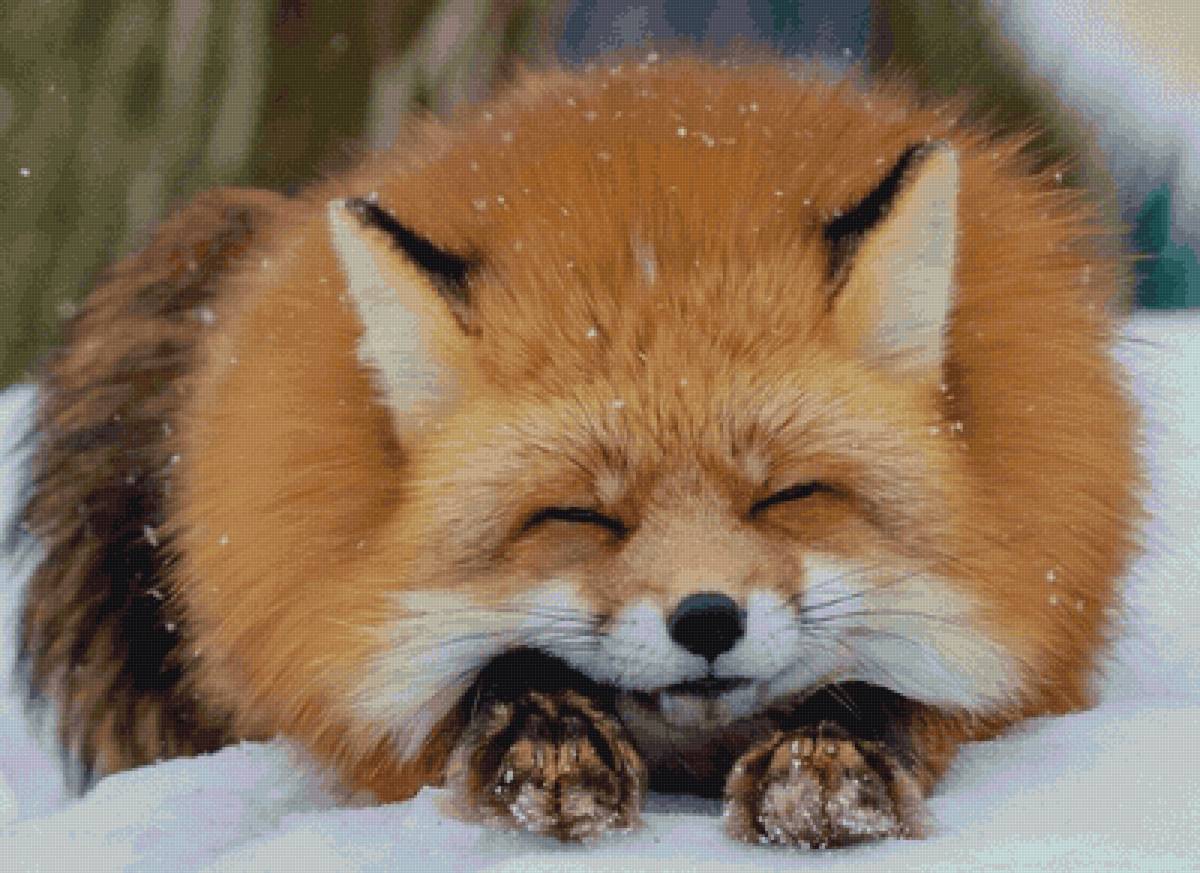 Лисичка - предпросмотр