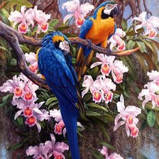 Схема вышивки «Попугаи»