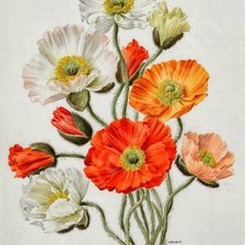 Схема вышивки «Маки»