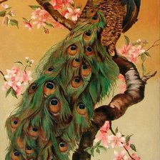 Схема вышивки «Павлин»