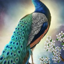 Схема вышивки «Павлин»