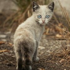 Схема вышивки «Котёнок»