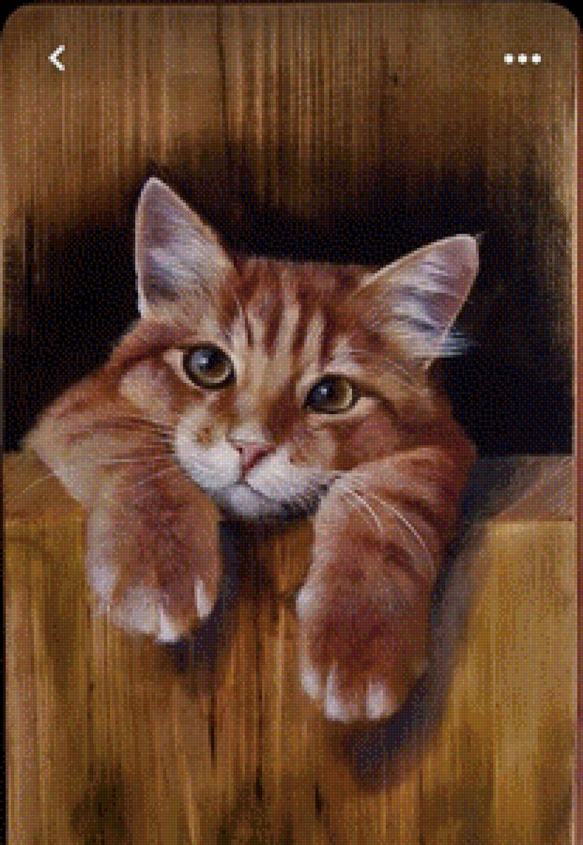 Рыжий кот - кот 🐱 - предпросмотр