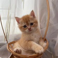 Схема вышивки «Котенок»