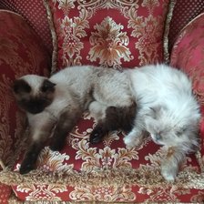 Схема вышивки «Сонное царство»