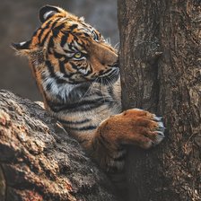 Схема вышивки «№2548650»