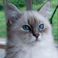 Схема вышивки «Эти глаза напротив»