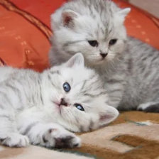 Схема вышивки «Пушистики»