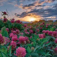 Схема вышивки «лето, клевер, пнк»