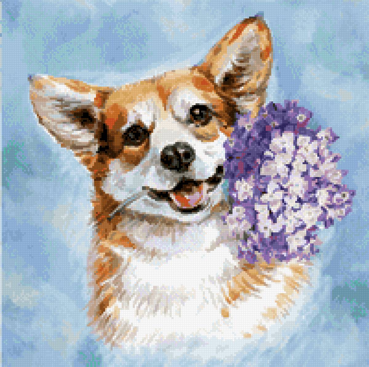 Корги с сиренью - корги, сирень, собака - предпросмотр