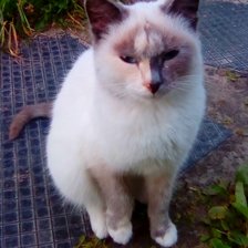 Схема вышивки «Цветочек»