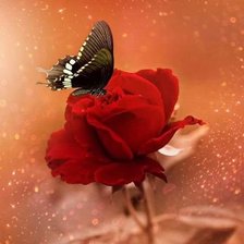 Схема вышивки «№2549889»