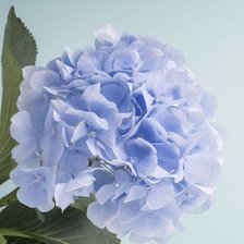 Схема вышивки «Гортензия»