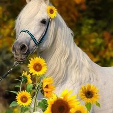 Схема вышивки «№2550095»