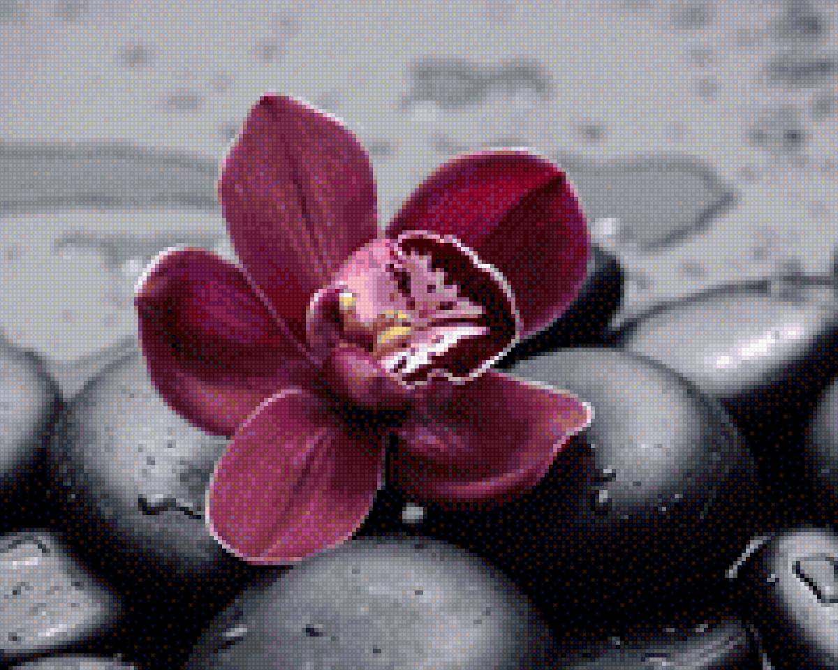 Орхидея - цветок, орхидея - предпросмотр