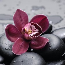 Схема вышивки «Орхидея»