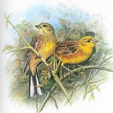 Схема вышивки «№2550548»